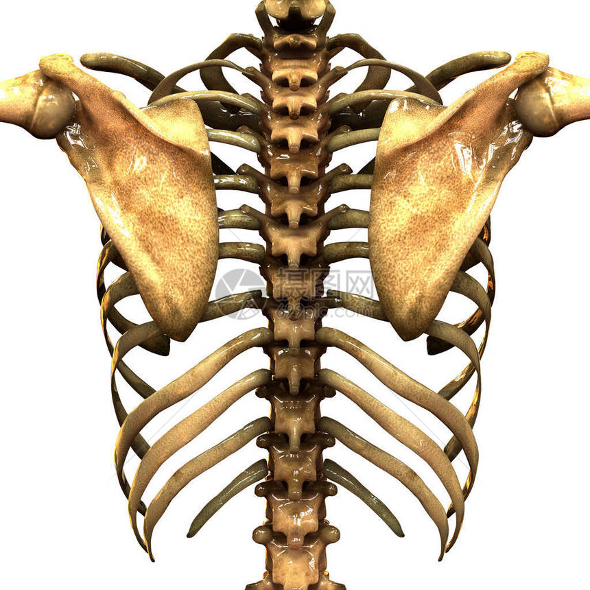 人类骨骼系统RibCage解剖外观3图片