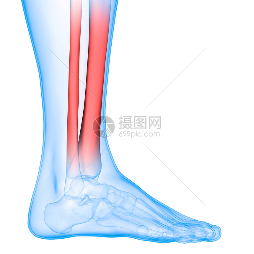 人类骨骼系统脚图片