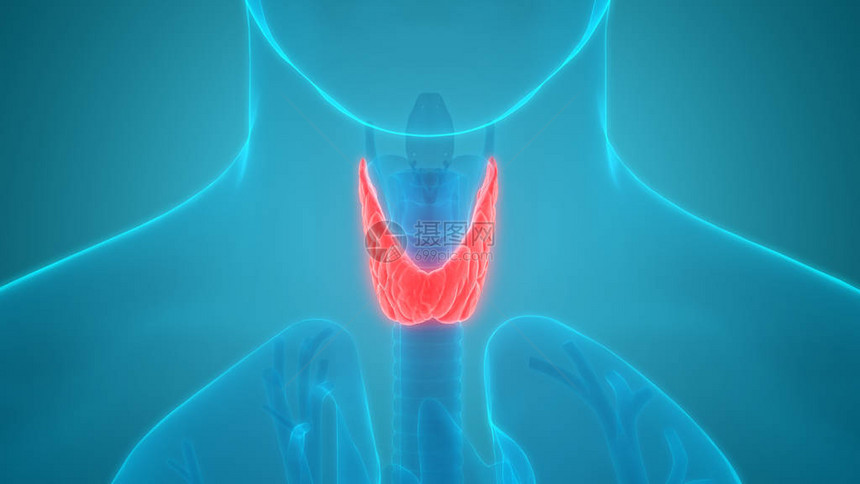 人体身Glands甲状腺甘地解剖学3图片