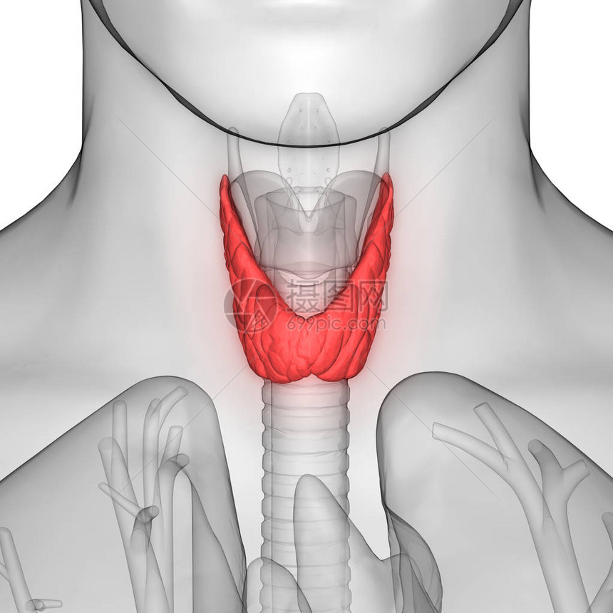 人体身Glands甲状腺甘地解剖学3图片