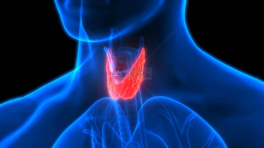 人体身Glands甲状腺甘地解剖学3图片