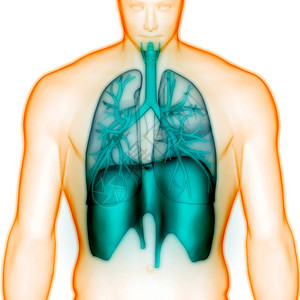 3D人体呼吸系统隔图片