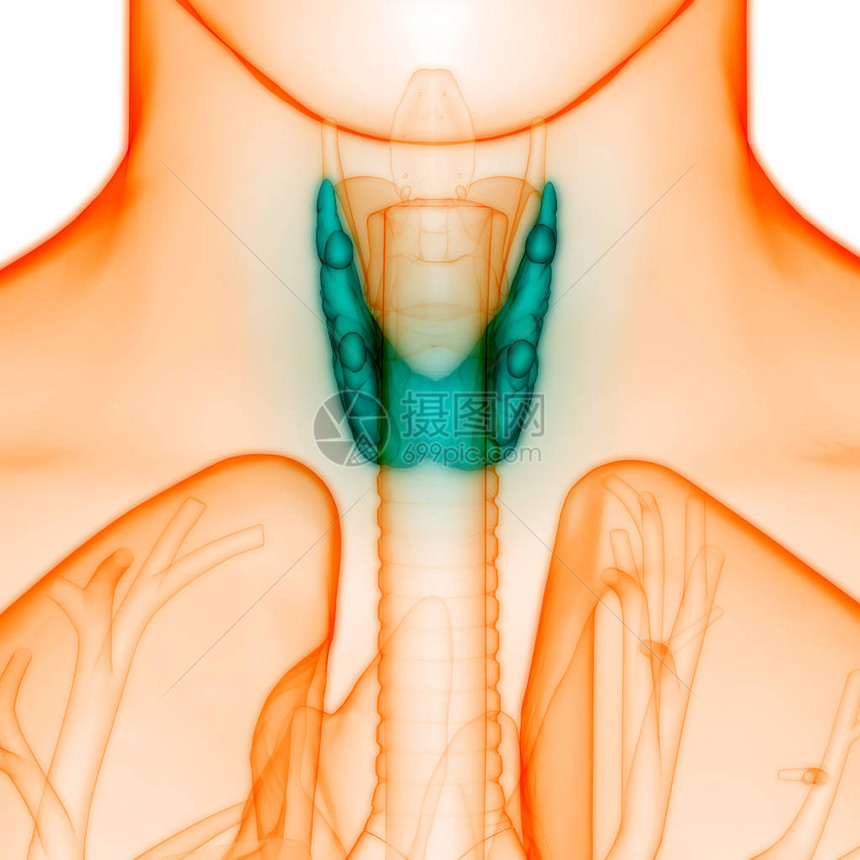 人体身Glands甲状腺甘地解剖学3图片
