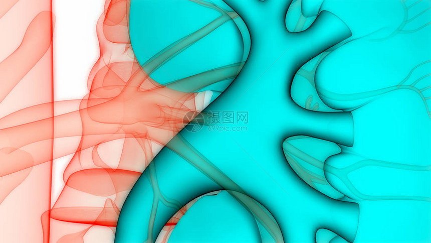 人体泌尿系统肾脏解剖学3D图片