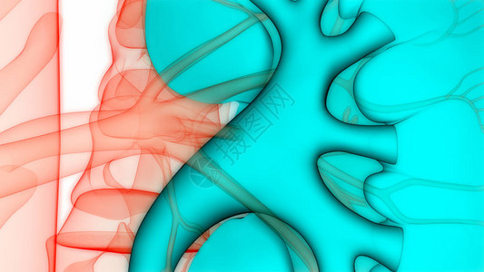人体泌尿系统肾脏解剖学3D图片