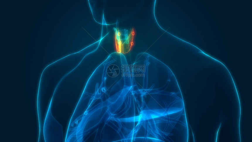 人体身Glands甲状腺甘地解剖学3图片