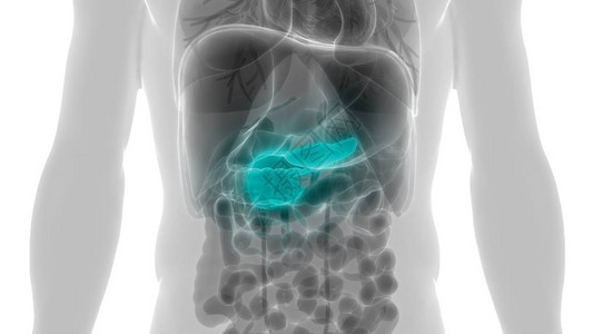 人体内消化器官胰腺解剖3背景图片
