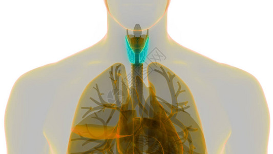 人体身Glands甲状腺甘地解剖学3高清图片