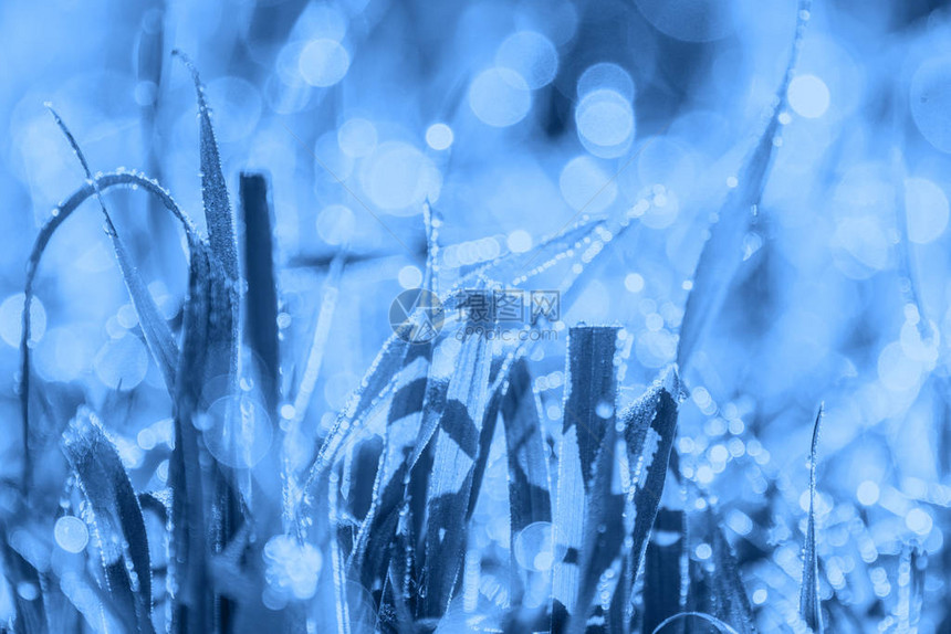 经典的蓝色美丽的光自然模糊背景与野花带纹理的抽象图片