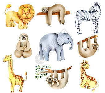 收集水彩色外来非洲动物大象大象树懒长颈鹿斑马图片