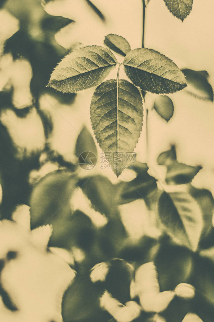 植物生态和生物概念绿叶作为抽象的复古自然背景春季花园中的草本植物复古凹版画风格植物假日品牌设图片