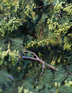 崖柏树枝的抽象绿色背景背景图片