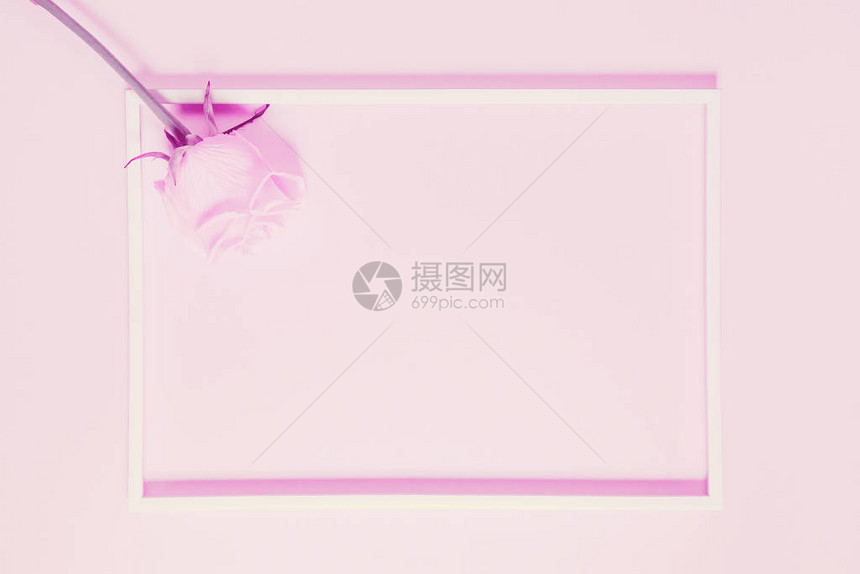粉红玫瑰芽在一个框中海报季节卡网络设计最起图片