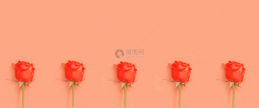 一排美丽的玫瑰花蕾在柔和的背景上海报季节卡片网页设计的最小风格背景复制空图片