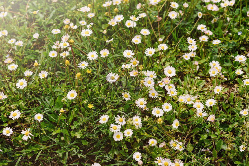 在模糊的抽象背景中的雏菊夏季绿色背景中的洋甘菊花自然的美丽和纯洁的概念图片