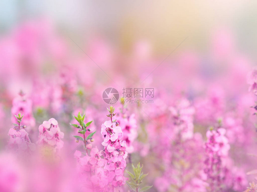 粉红色花朵田地的抽象花卉背景图片