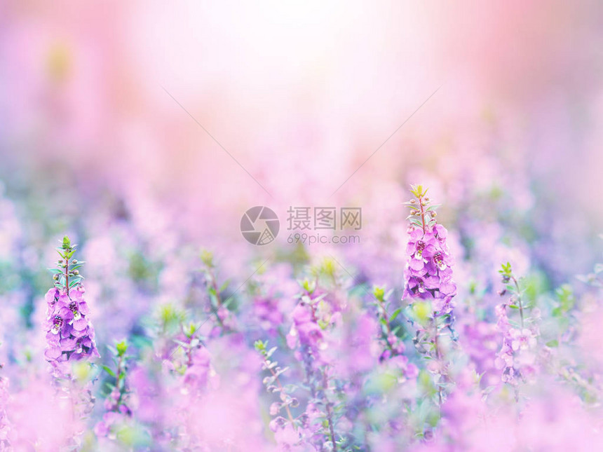 紫花田的抽象花岗背景图片