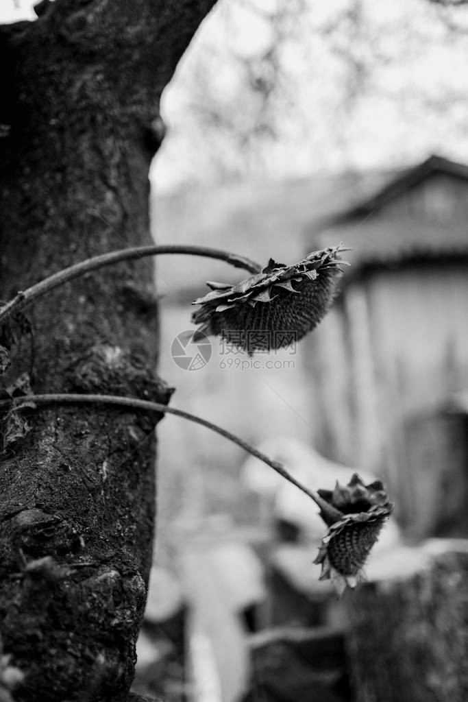 一棵老树和一栋房子的背景上有向日葵花的枯萎的灌木秋意阴沉抽象照片选择图片