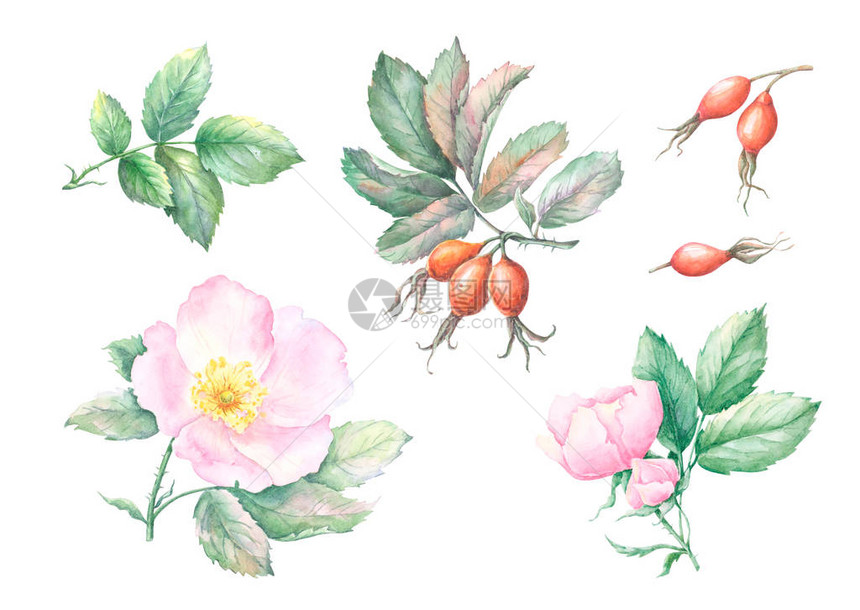 野生玫瑰果花朵和叶子的水彩素描集在白色背景下被隔离绿叶玫瑰果的手绘插图秋季cynarrhodium图片