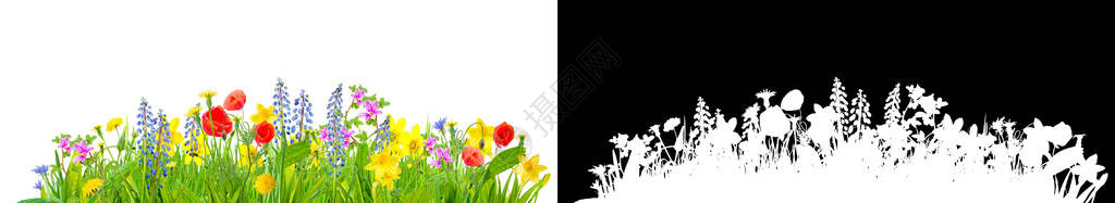 穆斯卡里春天的草和花用剪裁路径隔离便于隔离插画