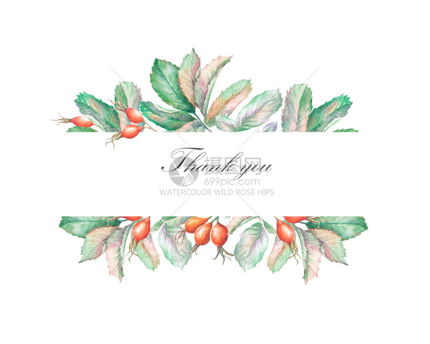 野生玫瑰果和叶子的水彩素描水平边界在白色背景下被隔离卡片婚图片