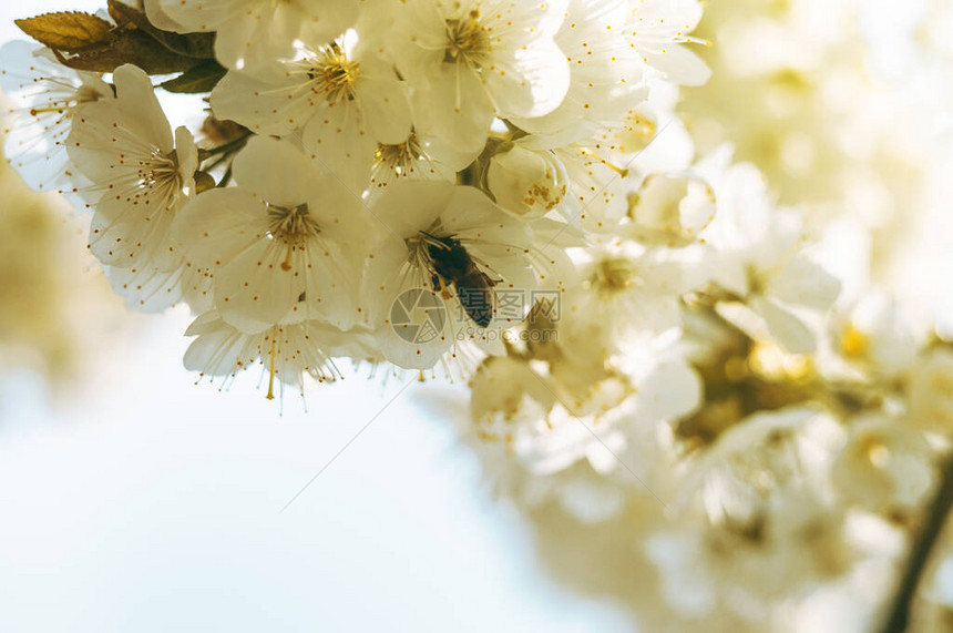 蜜蜂采集花蜜并为樱桃果树花授粉开花的白樱桃抽象春天季节背景春暖花开的季图片