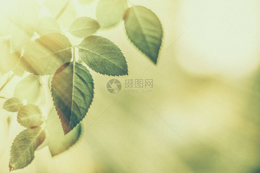 植物生态和生物概念绿叶作为抽象的复古自然背景春季花园中的草本植物复古凹版画风格植物假日品牌设图片