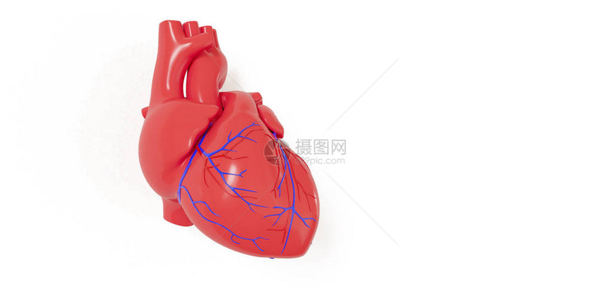 现实的三维模型人类心脏的影子与图片
