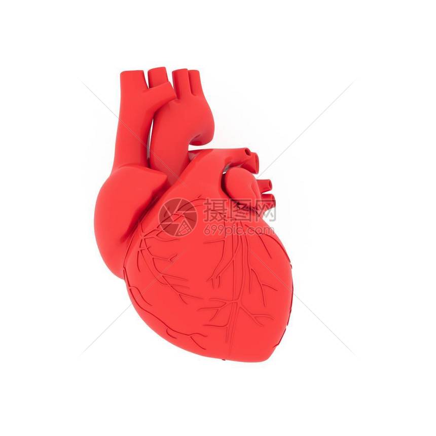 现实的三维模型人类心脏的影子与图片