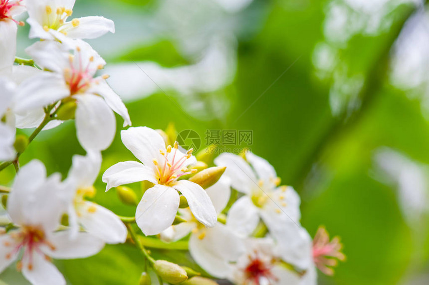 美丽的白桐花在春天绽放图片