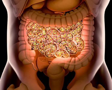 小肠内细菌概念代表3D图解图片