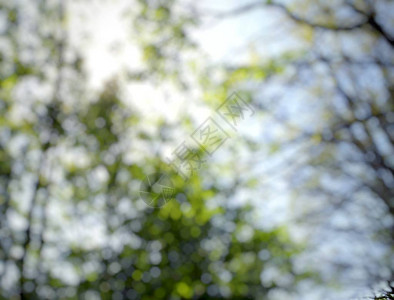 模糊的抽象背景显示春日绿叶和树枝在森林中花园放松概图片