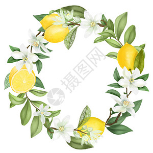 手的颤抖画着盛开的柠檬树枝柠檬花和柠檬图片