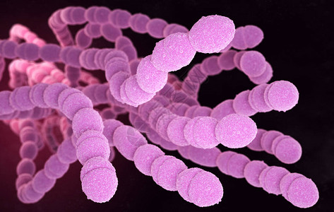 链球菌或球菌是革兰氏阳球菌形状的病原菌高清图片