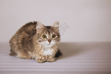 灰色的毛绒小猫坐在镜头上摆姿势灰色的背景选择图片