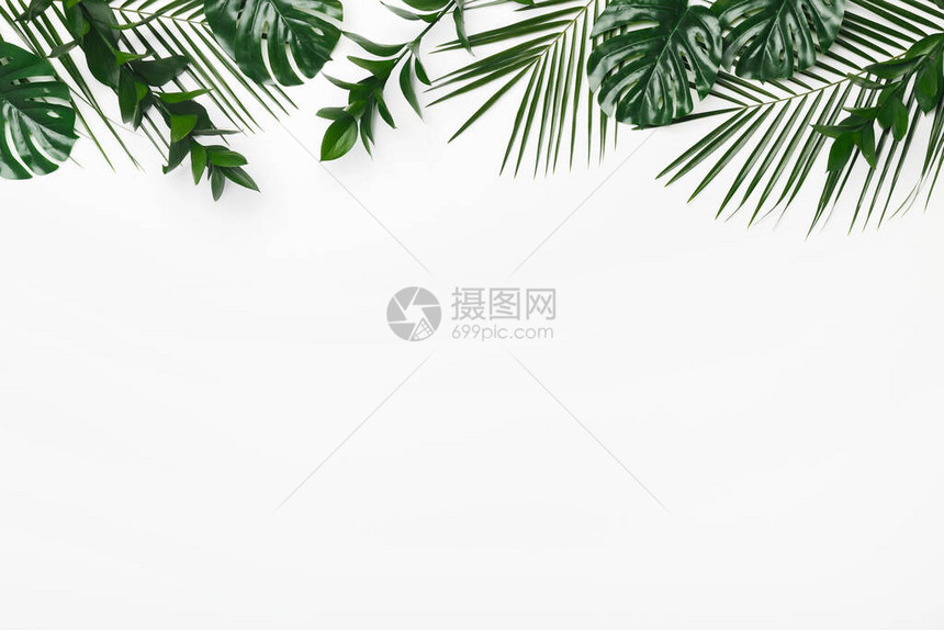 白色背景上的叶枝图片