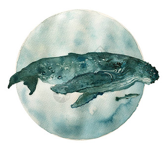 蓝海水中的鲸鱼水彩画手绘图海洋野生动物生态概念拯救地球座头鲸和鱼水下图片