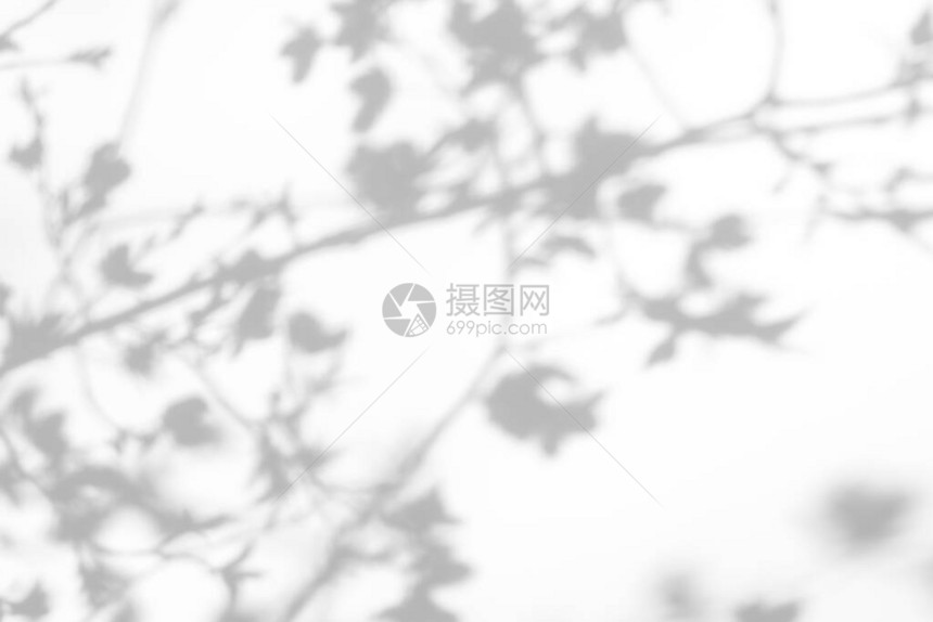 照片的重叠效果白墙上樱桃树开花枝条的灰色阴影设计演示文稿的抽象中自然概图片