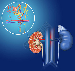 肾单位结构的3D插图肾的基本结图片