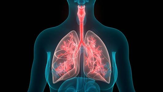 人体呼吸系统肺图片