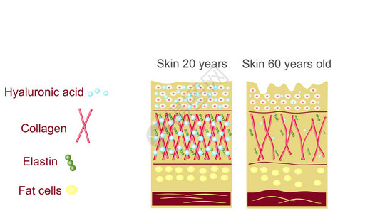 皮肤的解剖结构弹蛋白透明质酸胶原蛋白皮肤老高清图片