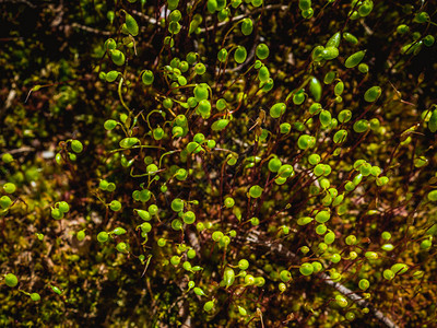 复古模糊的抽象背景鲜绿色的苔藓微距拍摄苔藓的宏观与棕色茎上的绿色孢子囊春天平静的地毯顶视图选择焦点Pohlia插画