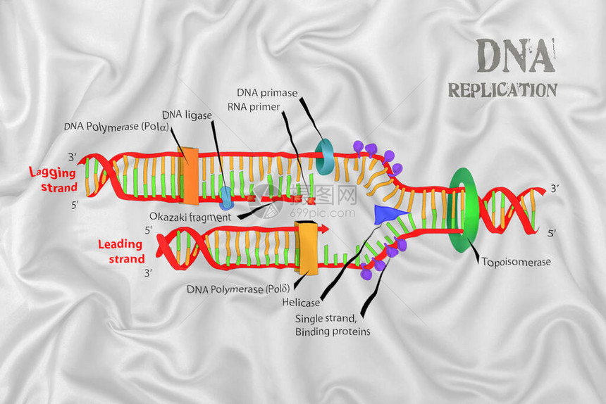 丝绸派织物纹理上的DNA图片