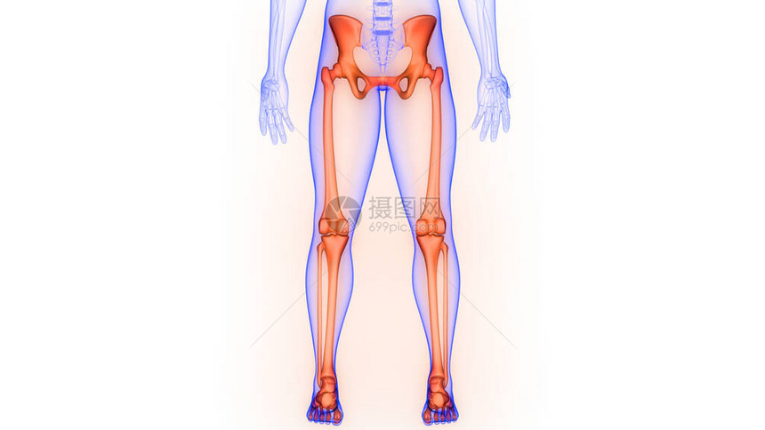 人体骨骼系统解剖3D转化图片