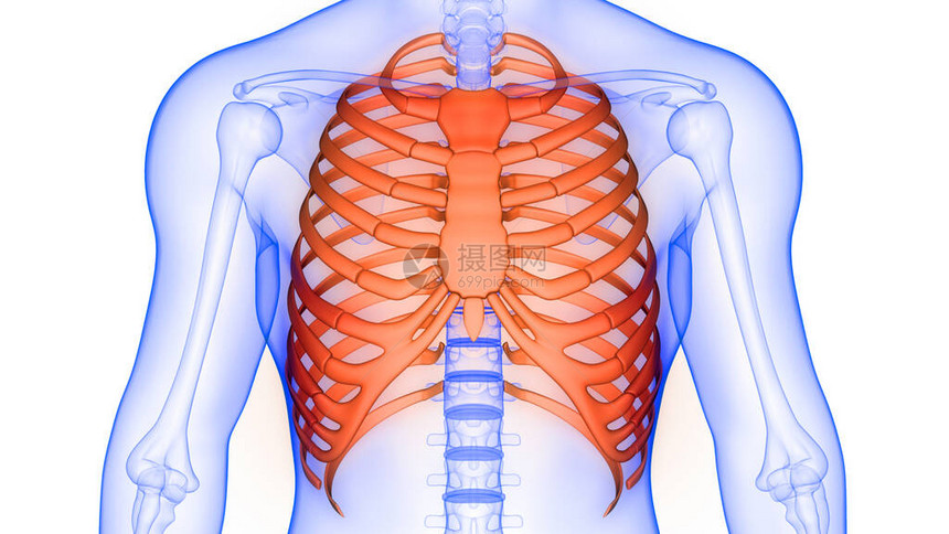 人体骨骼系统解剖3d渲染的肋骨笼图片