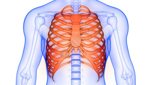 人体骨骼系统解剖3d渲染的肋骨笼图片