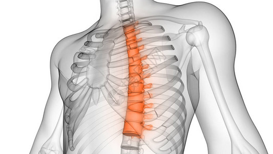 背骨人类骨质素解剖X射线X光3D转设计图片