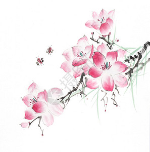 画的花朵木兰树与背景图片