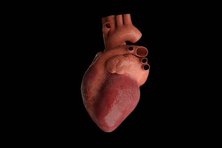 心包积液人的心脏和动脉3d渲染设计图片