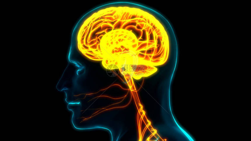 人类神经系统脑解剖图片